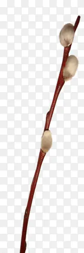 ��֦-������