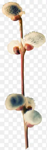 ��֦-������