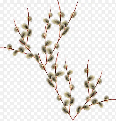 ��֦-������