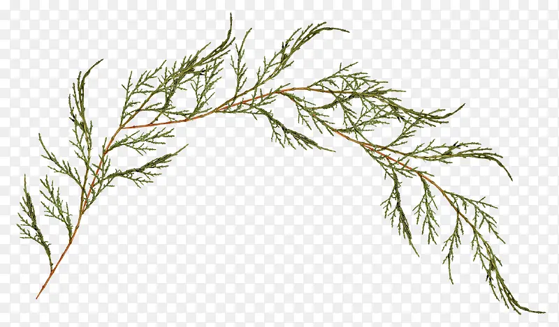 ֦Ҷ-������