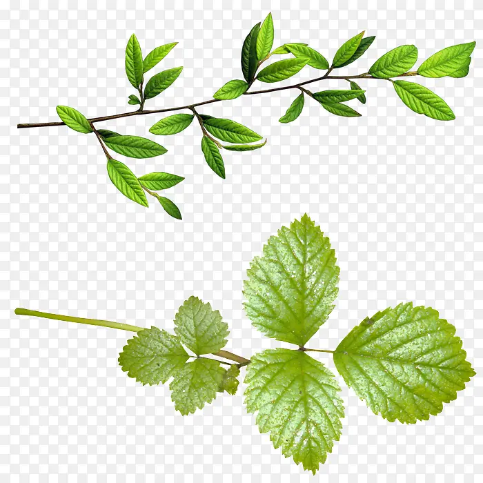 ��֦-������