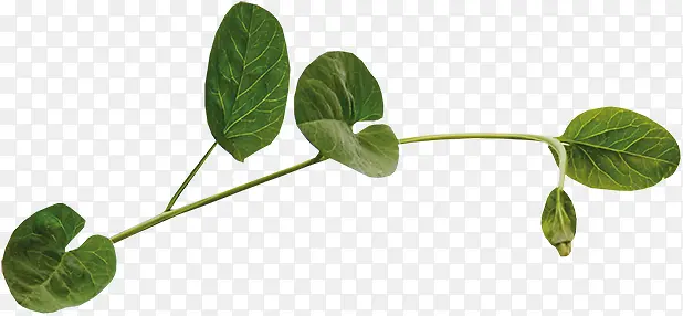 ֦Ҷ����ز�-������