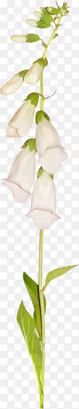 ��֦װ���ز�-������