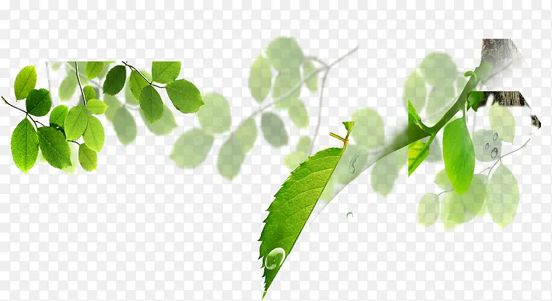 ��ɫ��֦-������