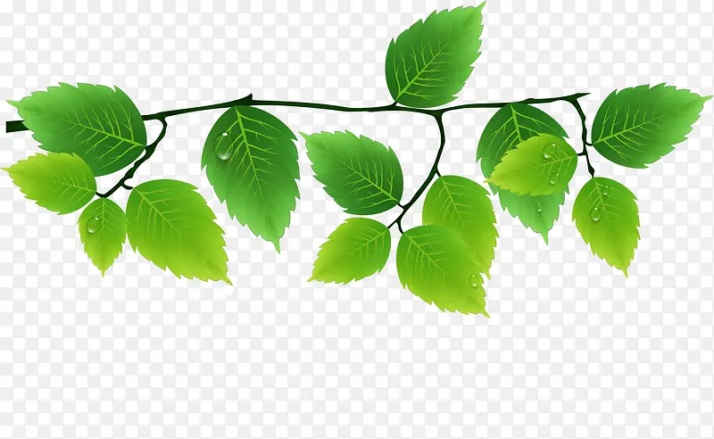 ��ɫ������֦-������