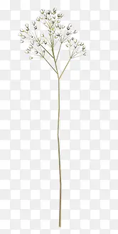 ϸ֦��-������