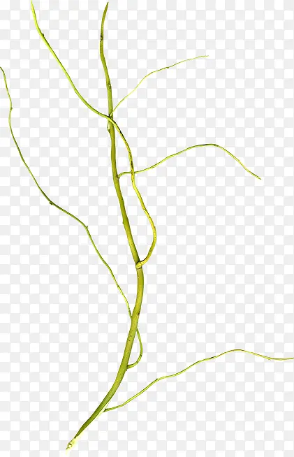 ��ɫ��֦-������