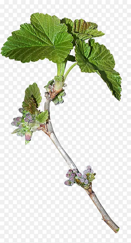 ��ɫֲ����Ҷ��֦-������