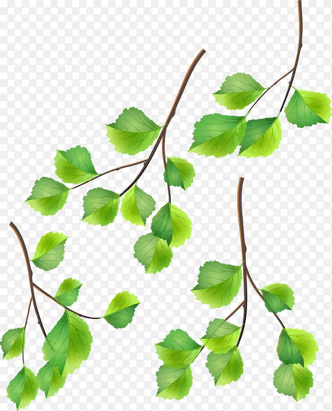 ��Ҷ֦��-������