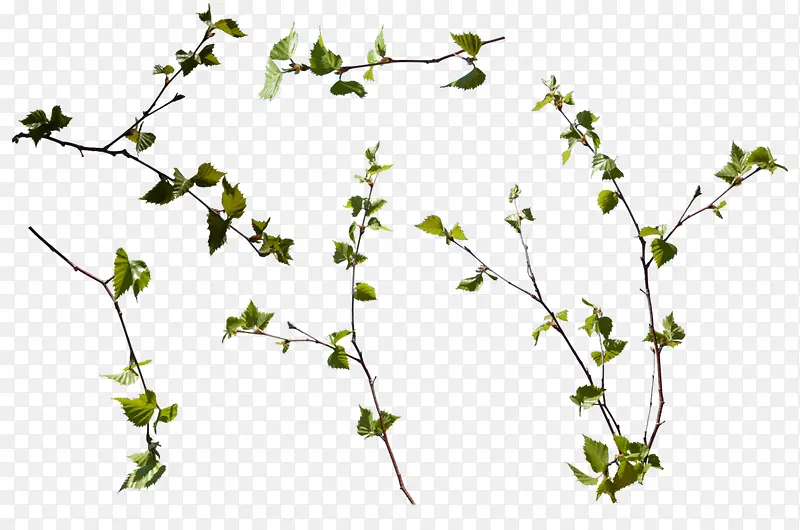 ��Ҷ-������