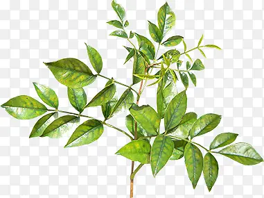 ��֦-������