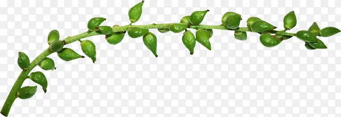 ��֦-������