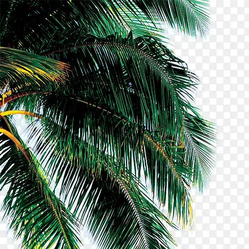 ��ֲ-������