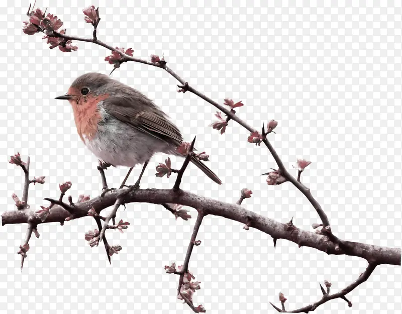 ��֦�ϵ�С��-������