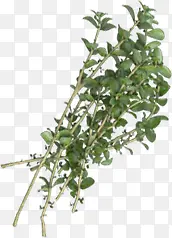 ʵ����֦-������