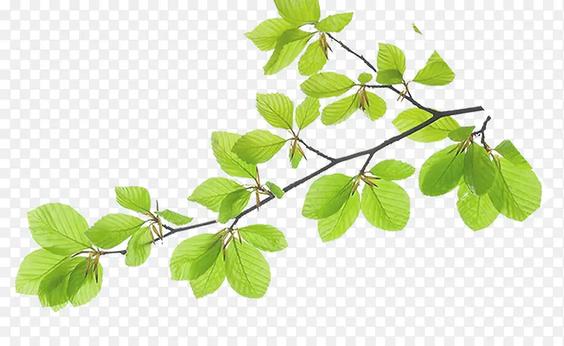 ľ����֦-������