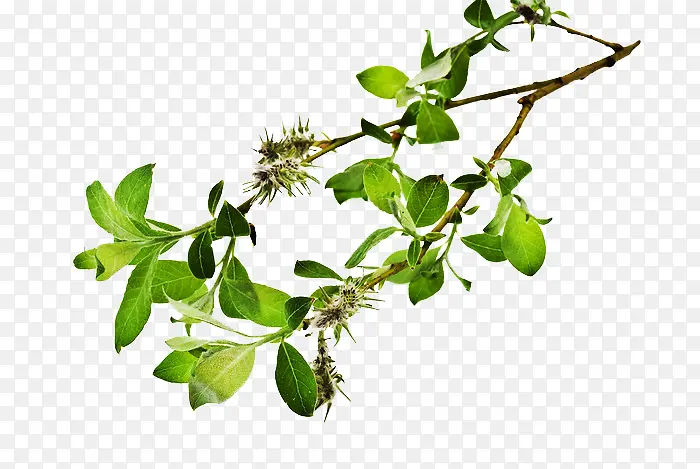 ֦Ҷ-������