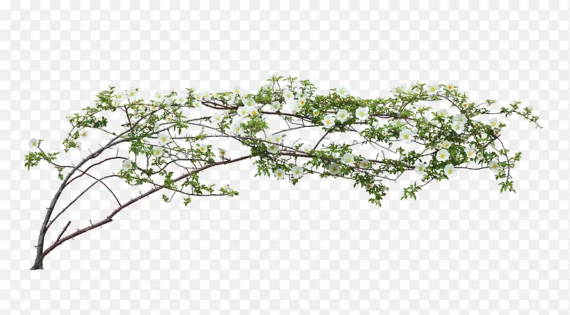 ��֦��������ز�-������