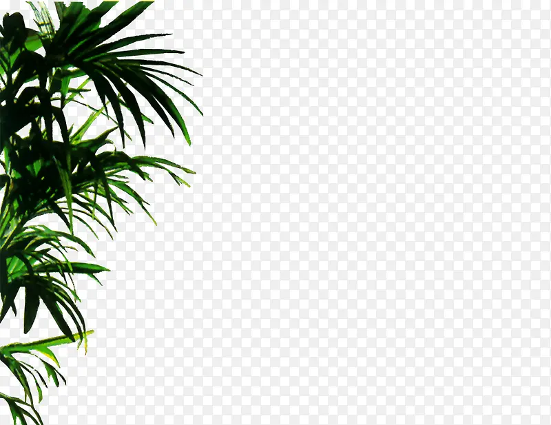 ��ֲ-������