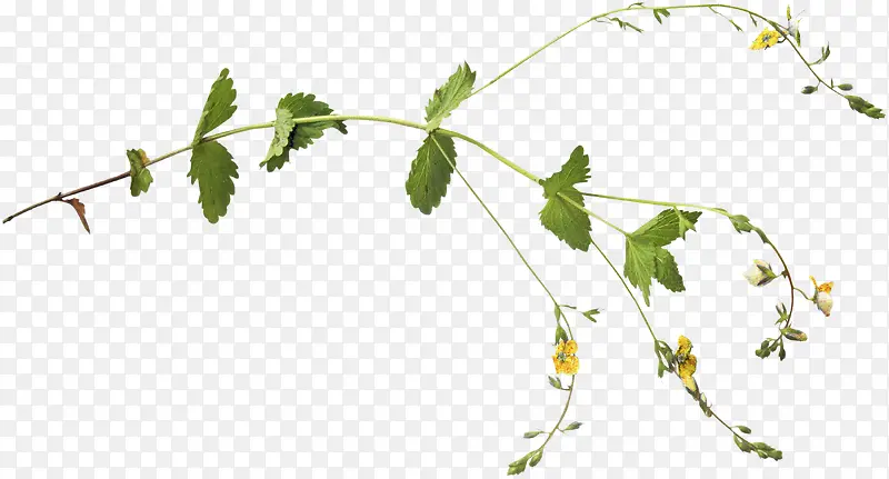 ��֦-������