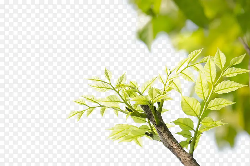 ��ɫ��֦-������