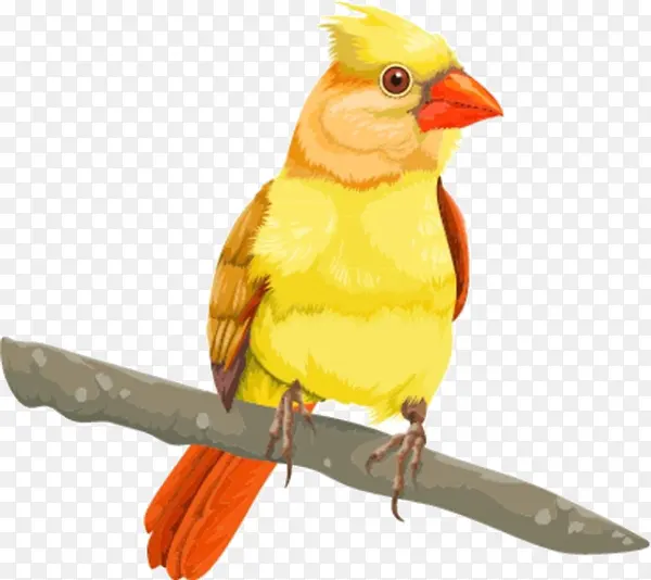 ��ͨ��֦�ϵ���-������