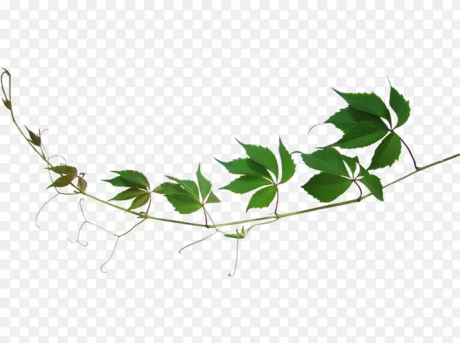 ��ɫ��֦-������