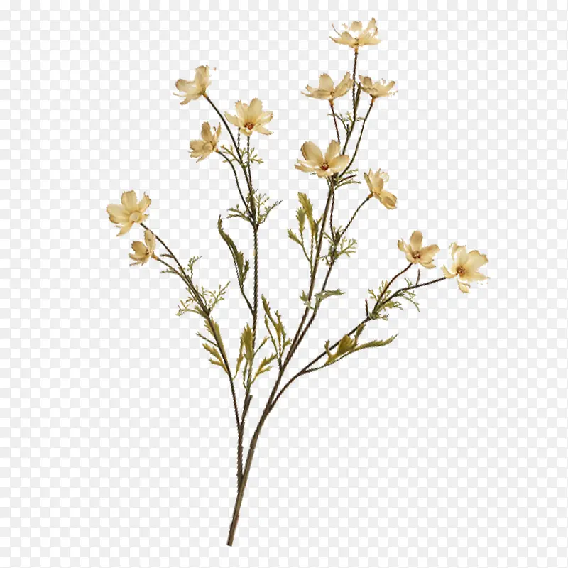 ֦Ҷ-������