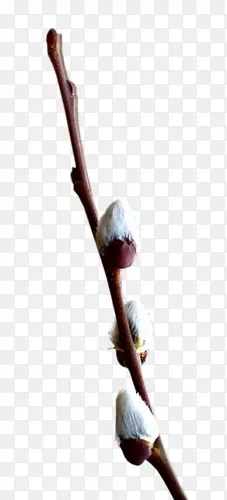 ��֦-������