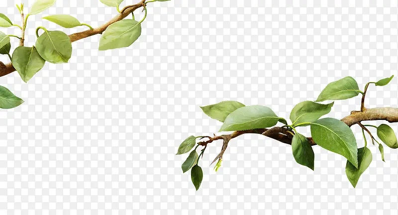 ֲ����Ҷ��֦Ч��-������