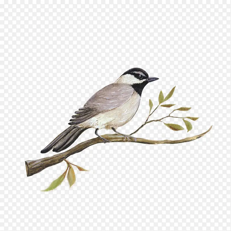 ��֦��ȵ-������