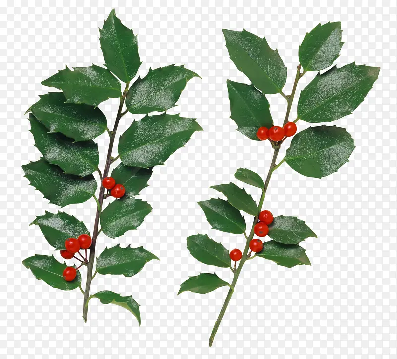 ����ֲ����ɫҶ����֦��ɫ��ʵ-������