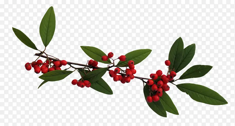 ������֦��ɫ��ʵ-������