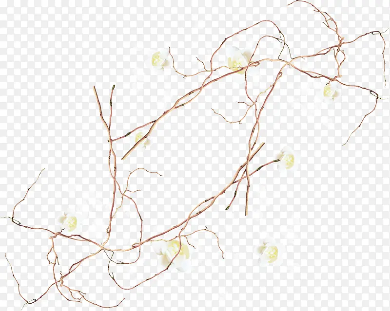 ��֦��Ҷ-������