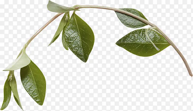 ϸ֦-������