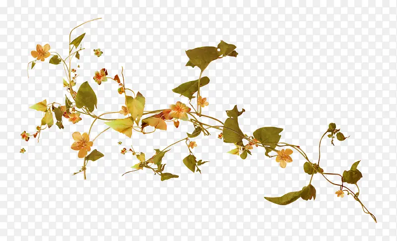 Ư��֦Ҷ-������