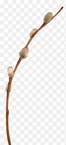 ��֦-������