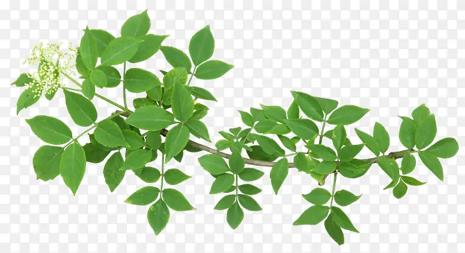 ��Ҷ��֦-������