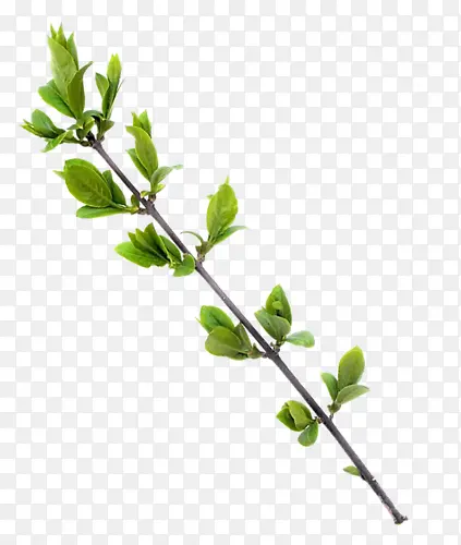 ��֦-������