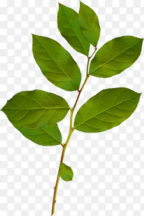 ��֦-������