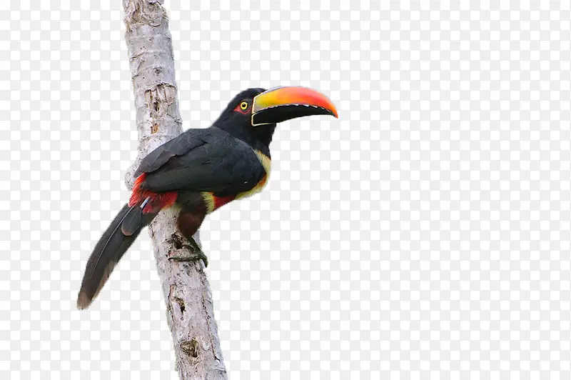 ��֦�ϵĴ�����-������