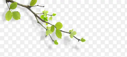 ��֦��Ҷ֦��-������