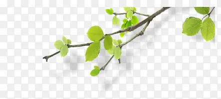 ��Ҷ��֦��-������