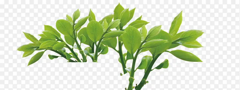 ��֦-������