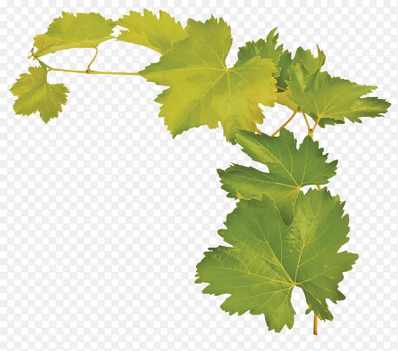 ��ɫ֦Ҷ-������