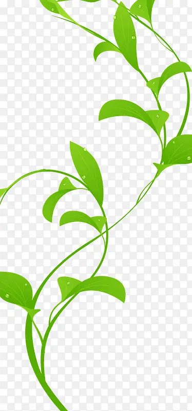 ֦����Ҷ-������