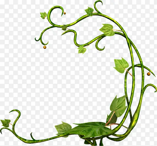 ��Ҷ��֦��-������