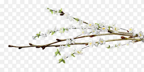 ��֦-������