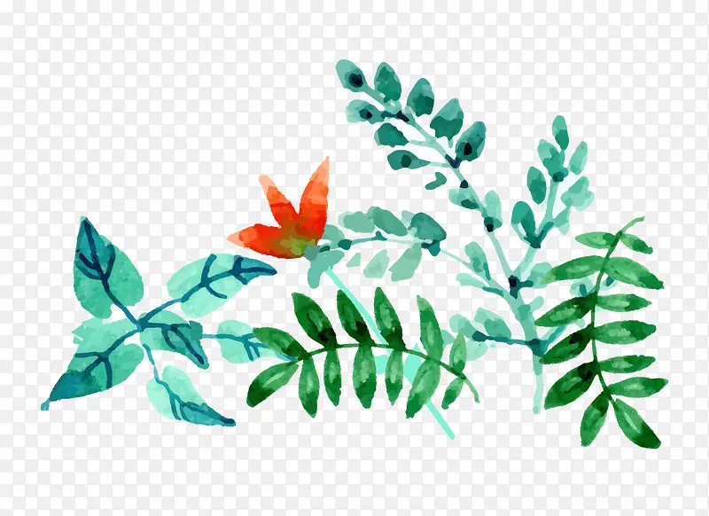 ˮ����Ҷֲ��-������