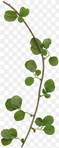 ����֦-������